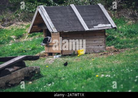 Small blackbird and dog in dog house Stock Photo