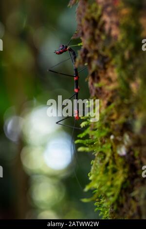 Walking stick - Oreophoetes peruana, special bizarre insect from South America forests, eastern Andean slopes, Wild Sumaco lodge, Ecuador. Stock Photo