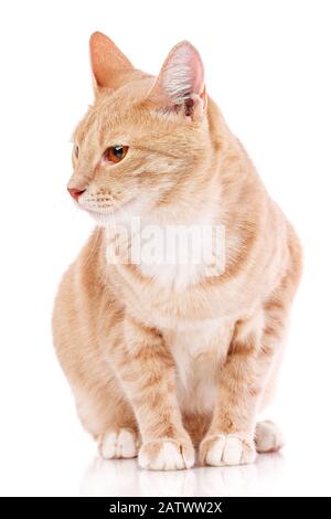 Portrait of domestic red kitten. Cute young cat sitting. Stock Photo
