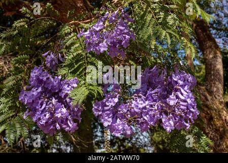 Durbanville, Cape Town, South Africa. Dec2019. Jacaranda tree in bloom during summer Stock Photo
