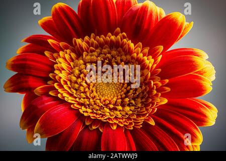 Macro of a red and yellow gerbera daisy on a gray background Stock Photo