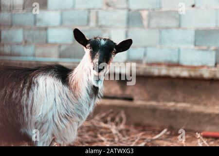Black and white goat looking into the distance. Stock Photo