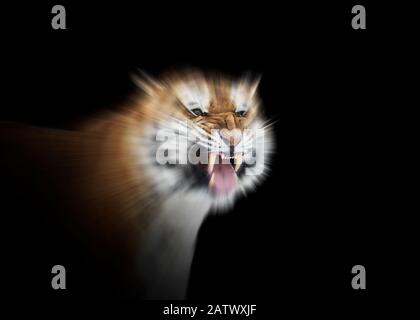 Roaring tiger against black background