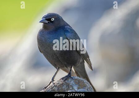 Brewer's blackbird (Euphagus cyanocephalus), Pacific Grove, CA. Stock Photo