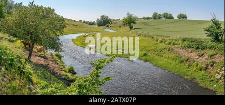 Grazing cows in beautiful pastoral landscape by a small river, Osterlen, Skane, Sweden. Scandinavia. Stock Photo