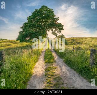 Sun setting behind tree and small country road in rural landscape. Osterlen, Skane, Sweden, Scandinavia. Stock Photo