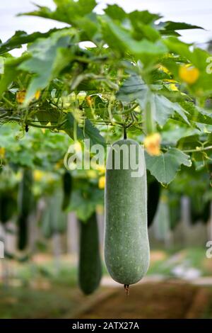 Hanging winter melon plant with yellow flower and fruits Stock Photo