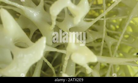 Bone affected with osteoporosis - cross section - 3D rendering Stock ...