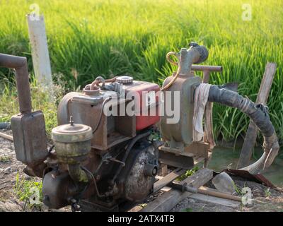 Farmer pump water to rice field for crop paddy plantation with ...