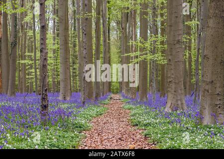 Path among the bluebells in the springtime forest Stock Photo