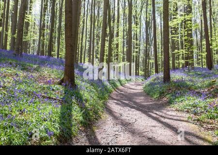 Path among the bluebells in the springtime forest Stock Photo
