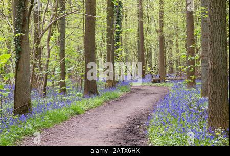 Path among the bluebells in the springtime forest Stock Photo