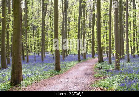 Path among the bluebells in the springtime forest Stock Photo