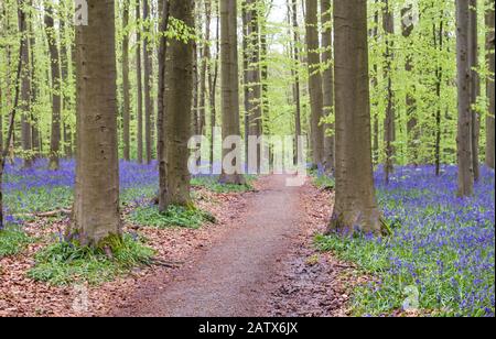 Path among the bluebells in the springtime forest Stock Photo