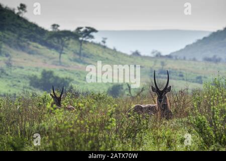 Pair of male waterbucks resting in the grass on a misty morning -  Nambiti Private Game Reserve (Kwazulu Natal, South Africa) Stock Photo