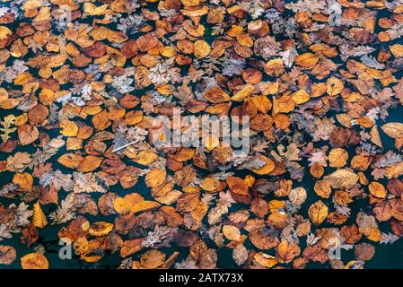 Colourful autumn leaves floating on pondwater. Stock Photo