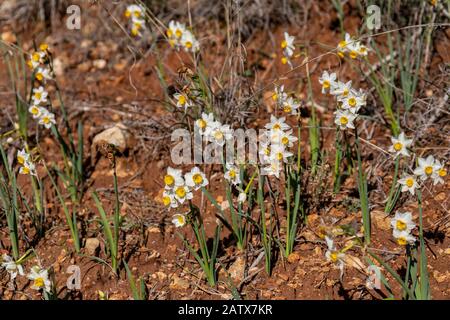 A patch of daffodils in a fallow field in the Judea mountains near Jerusalem, Israel Stock Photo