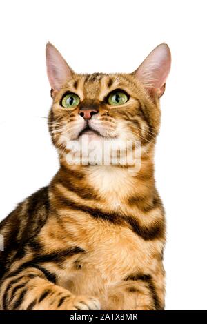 Brown Marbled Tabby Bengal Domestic Cat, Portrait of Adult against White Background Stock Photo