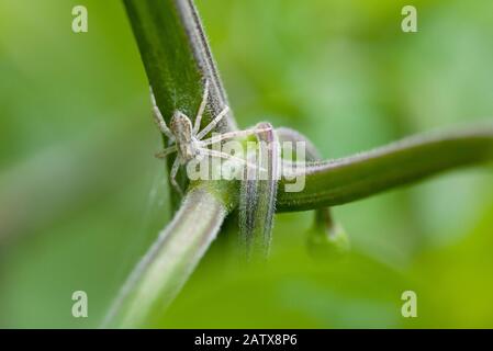 A female Philodromus dispar Running Crab Spider on a plant stem. Stock Photo