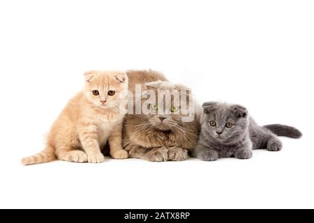 Female Lilac Self Highland Fold Domestic Cat with 2 months old Kittens Cream Scottish Fold and Blue Scottish Fold, Group laying against White Backgrou Stock Photo