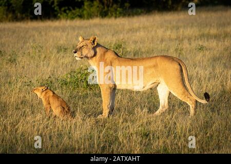 Lioness stands with yawning cub in savannah Stock Photo