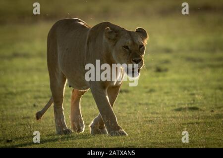 Lioness walks on grassy plain towards camera Stock Photo