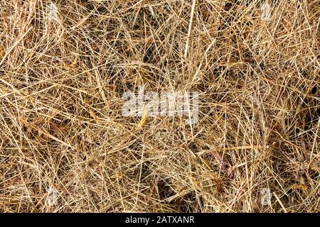 Background & textures: close up of a pill of dry hay or straw. Stock Photo
