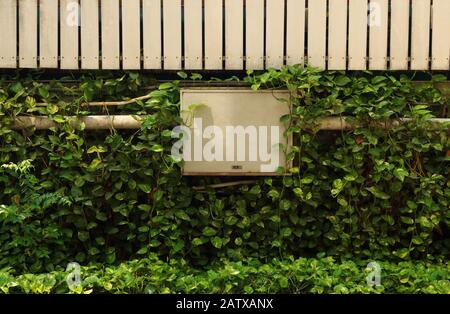 Telephone exchange box connected to electrical conduit installing on the wall among the bush of Golden Pothos or Epipremnum Aureum Stock Photo