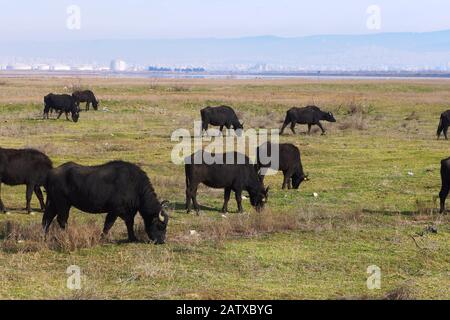 Water buffaloes in the estuary of Axios river, lagoons and moors Stock Photo