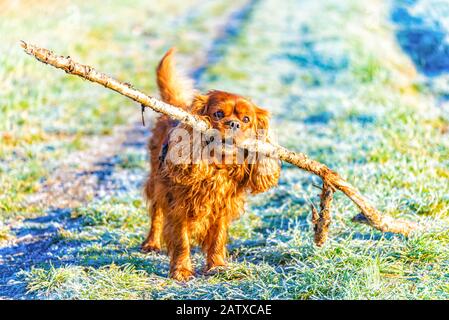 Cavalier King Charles Spaniel dog carries a big stick in his mouth Stock Photo