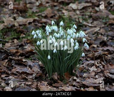 Glasgow, Scotland, UK, 5th February, 2020: UK Weather: First snowdrops in Kilmardinny wood home of the Gruffalo  visited and lived nearby by the author and commemorated by a trail encompassing sculptures from the children's classic. Copywrite Gerard Ferry/ Alamy Live News Stock Photo
