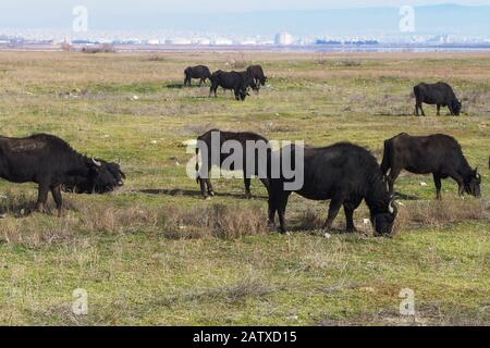 Water buffaloes in the estuary of Axios river, lagoons and moors Stock Photo