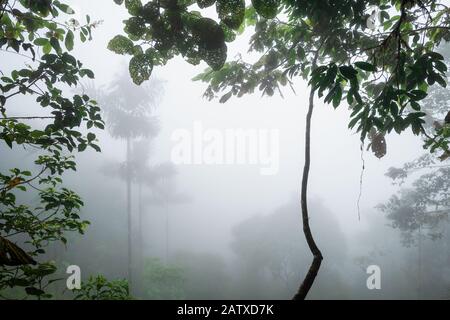 Cloud forest – Amagusa, fogy view inside the tropical forest in Amagusa, South America forests, western Andean slopes, Ecuador. Stock Photo