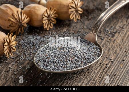 Poppy seeds on a spoon with pods in the background Stock Photo