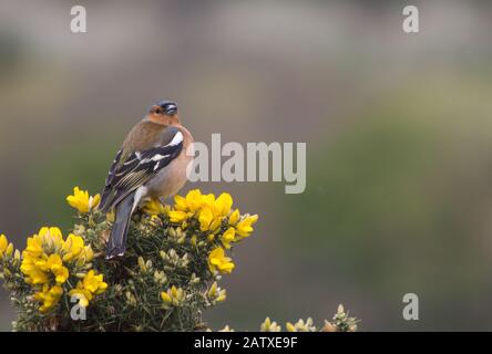 A Male Common Chaffinch in breeding colors, perched on a Gorse bush in full bloom, during early spring in Holyrood Park, Edinburgh Stock Photo