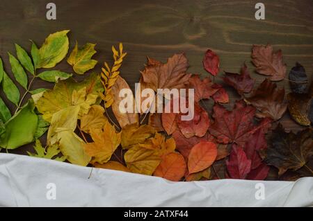 colorful autumn leaves in color gradient from green over yellow and orange to dark red and brown on brown wood Stock Photo