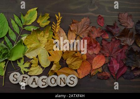 colorful autumn leaves in color gradient from green over yellow and orange to dark red and brown on brown wood with wooden letters the word season Stock Photo