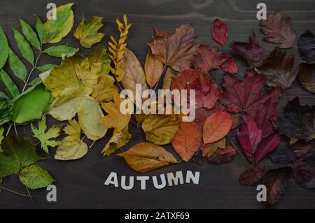 colorful autumn leaves in color gradient from green over yellow and orange to dark red and brown on brown wood with wooden letters the word autumn Stock Photo