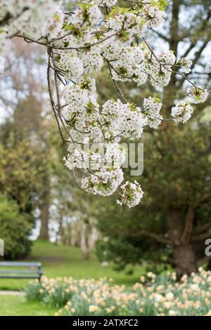 Wild Cherry Tree flowering in Sheffield Botanical Gardens UK -Spring Flowers - Blossom Stock Photo