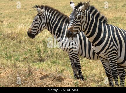 A beautiful zebra couple on a meadow in South Africa Stock Photo