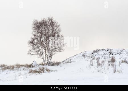 Rannoch Moor in winter - single sole silver birch tree covered in snow - Loch Ba Viewpoint off A82, Scotland, UK Stock Photo