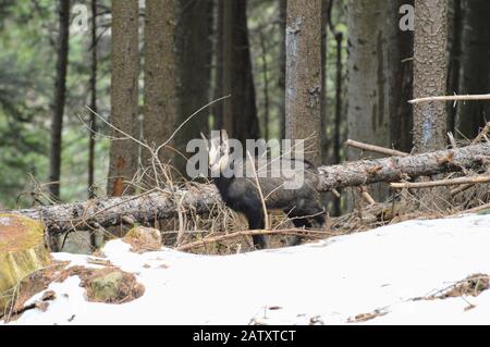 Chamois fawn in the winter Stock Photo