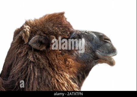 Close up head of Bactrian camel (Camelus bactrianus) native to the steppes of Central Asia against white background Stock Photo