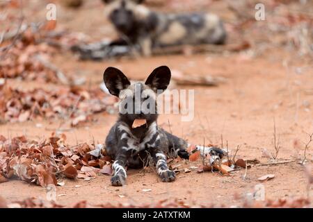 African wild dog puppy Stock Photo