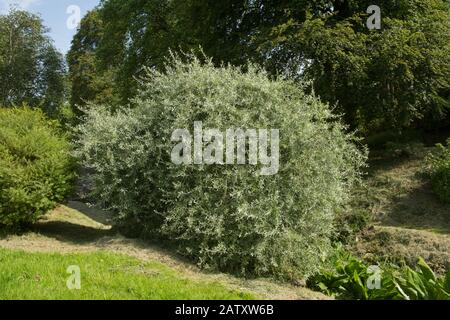 Summer Foliage of a Pendulous or Weeping Willow Leaved Pear Tree (Pyrus salicifolia 'Pendula') in a Country Cottage Garden in Rural Devon, England,UK Stock Photo