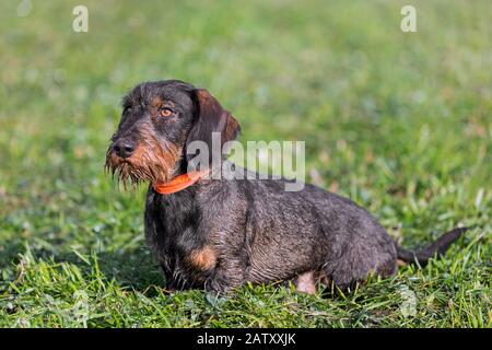 Wire-haired dachshund / wirehaired dachshund, short-legged, long-bodied, hound-type dog breed on the lawn in garden Stock Photo
