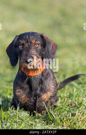 Wire-haired dachshund / wirehaired dachshund, short-legged, long-bodied, hound-type dog breed on the lawn in garden
