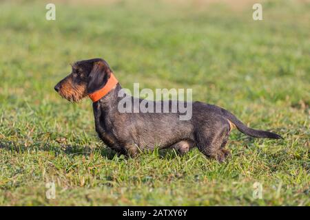 Wire-haired dachshund / wirehaired dachshund, short-legged, long-bodied, hound-type dog breed on the lawn in garden