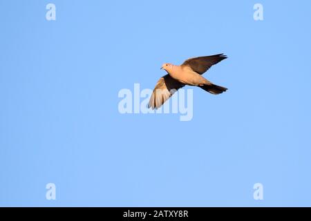 Eurasian collared dove (Streptopelia decaocto) in flight against blue sky Stock Photo