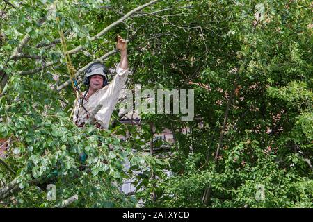 A tree surgeon arborist arboriculturist is pictured using a chainsaw as he cuts down a tree in Chippenham, Wilts. Stock Photo